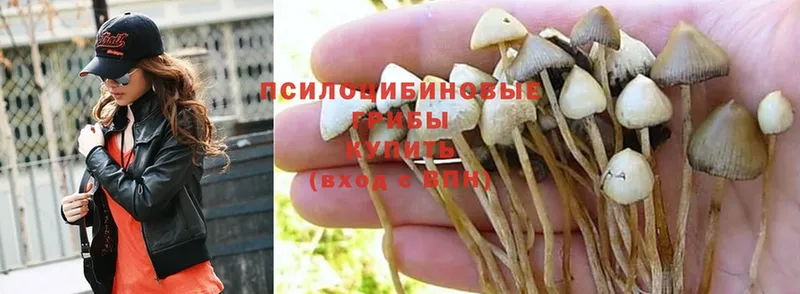 Галлюциногенные грибы Psilocybe  купить  сайты  Завитинск 